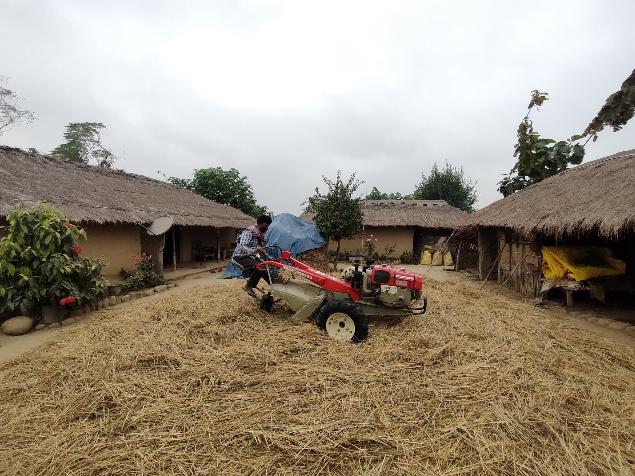 A worker using a tilling machine to thresh harvested paddy at Seithekima, Dimapur. Threshing is the process of loosening the edible part of grain  from the chaff to which it is attached, and is done during this time of the year. (Morung Photo)
